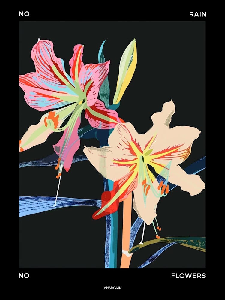 No Rain No Flowers Poster Amaryllis 5