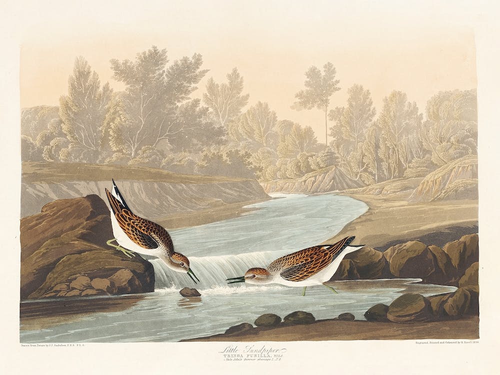 Little Sandpiper, Birds Of America, John James Audubon