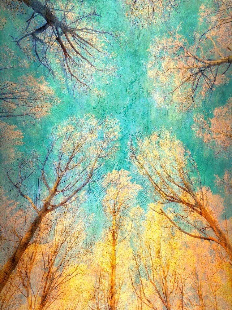 Woodland Textures Of Autumn