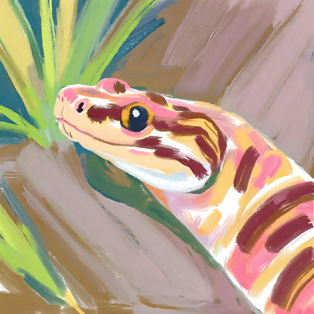 Corn Snake 04