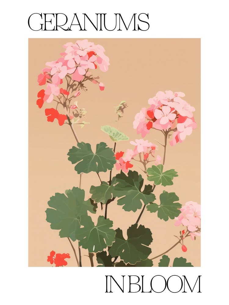 Geraniums In Bloom Flowers Bold Illustration 3
