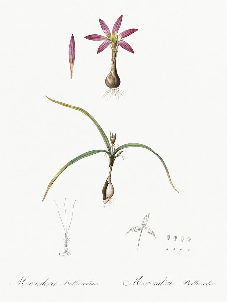 Spring Meadow Saffron Illustration From Les Liliacées (1805), Pierre Joseph Redoute 1