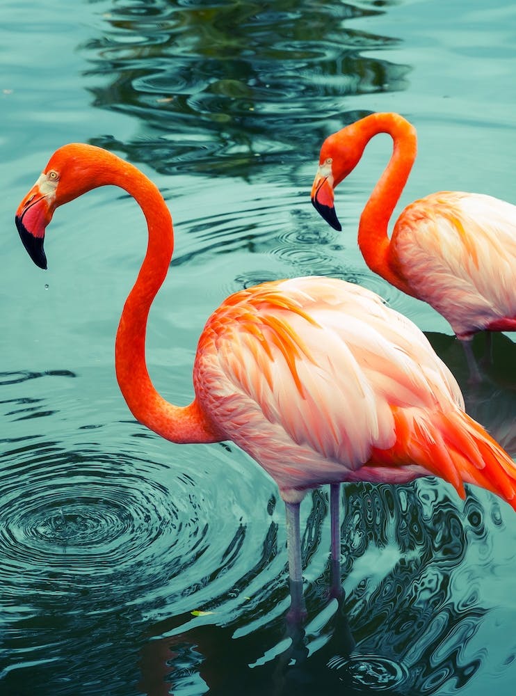Flamingo