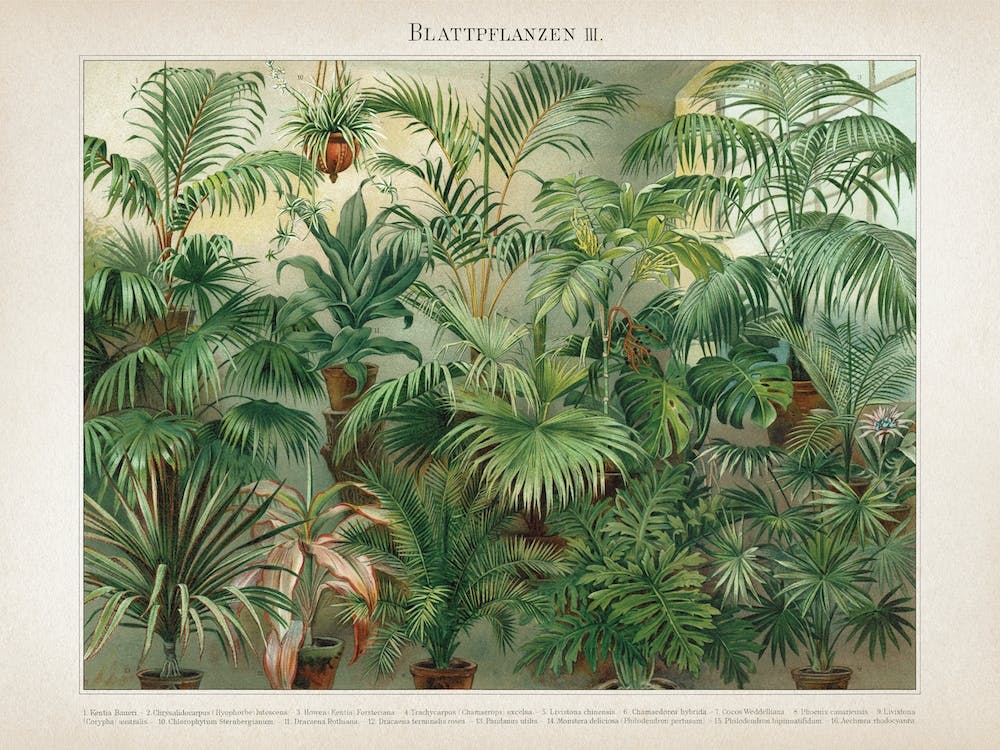 Vintage Meyers 5 Blattpflanzen 3