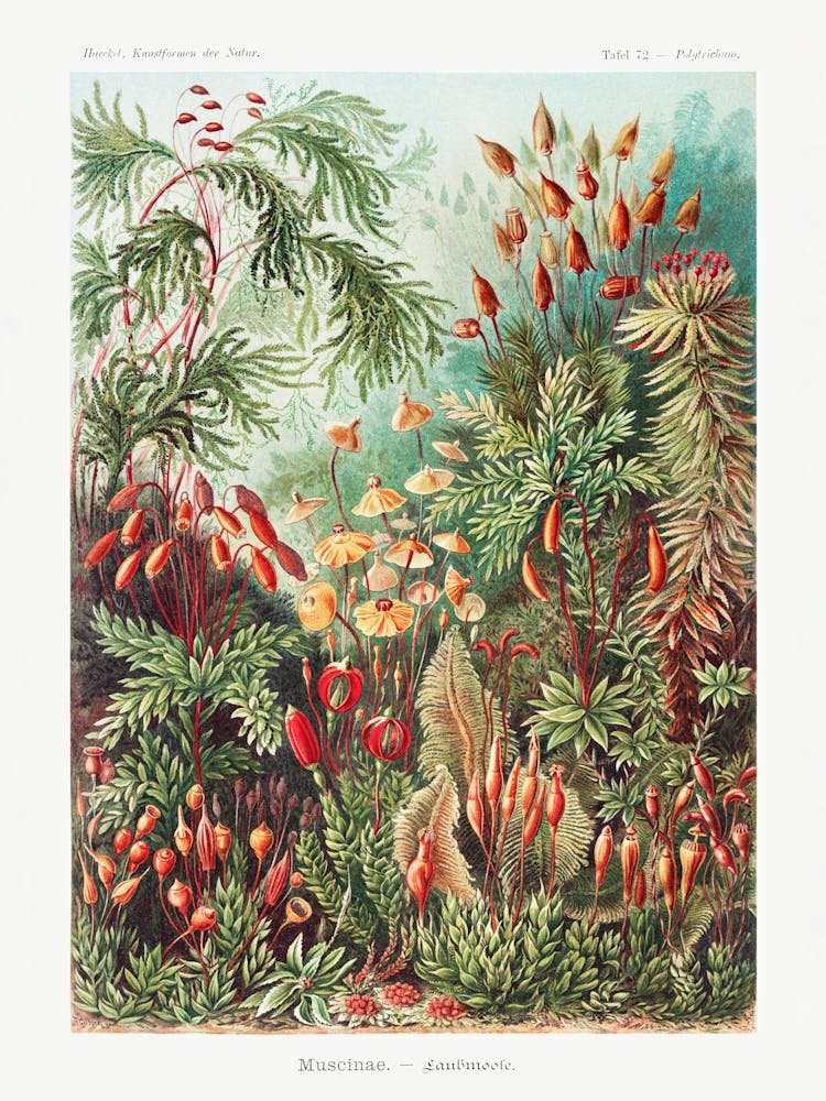 Muscinae–Laubmoose, Ernst Haeckel