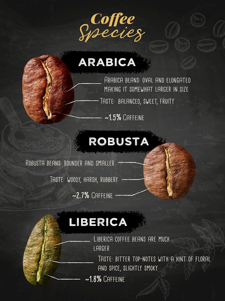 Coffee Species — coffee poster, kitchen art print