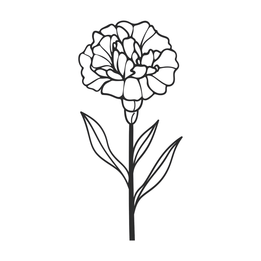 Nelke Geburtsmonatsblume Januar