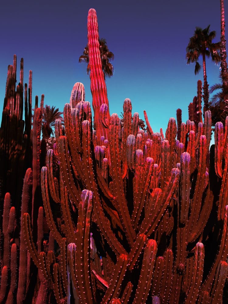 Palm Tree Print 'Palms Kingdom'