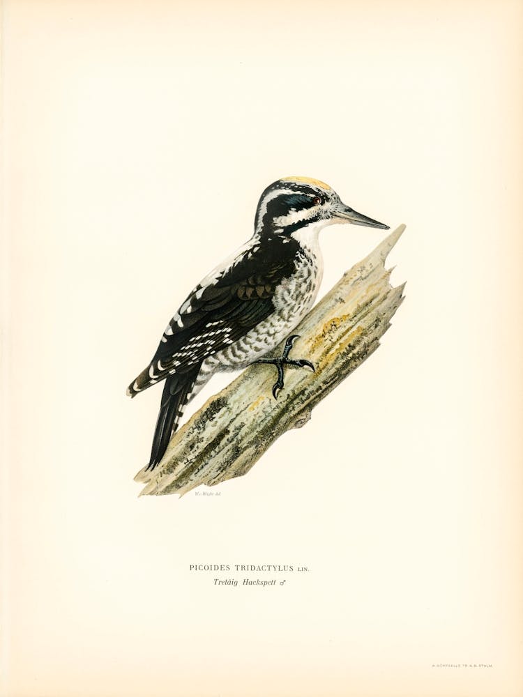 Three Toed Woodpecker, The Von Wright Brothers