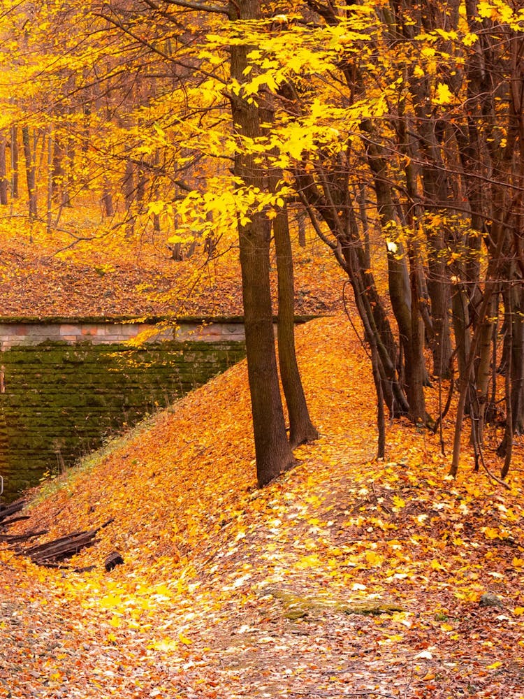 Autumn Forest
