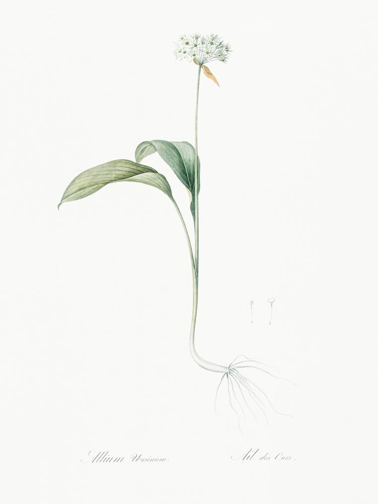 Ramsons Illustration From Les Liliacées (1805), Pierre Joseph Redoute
