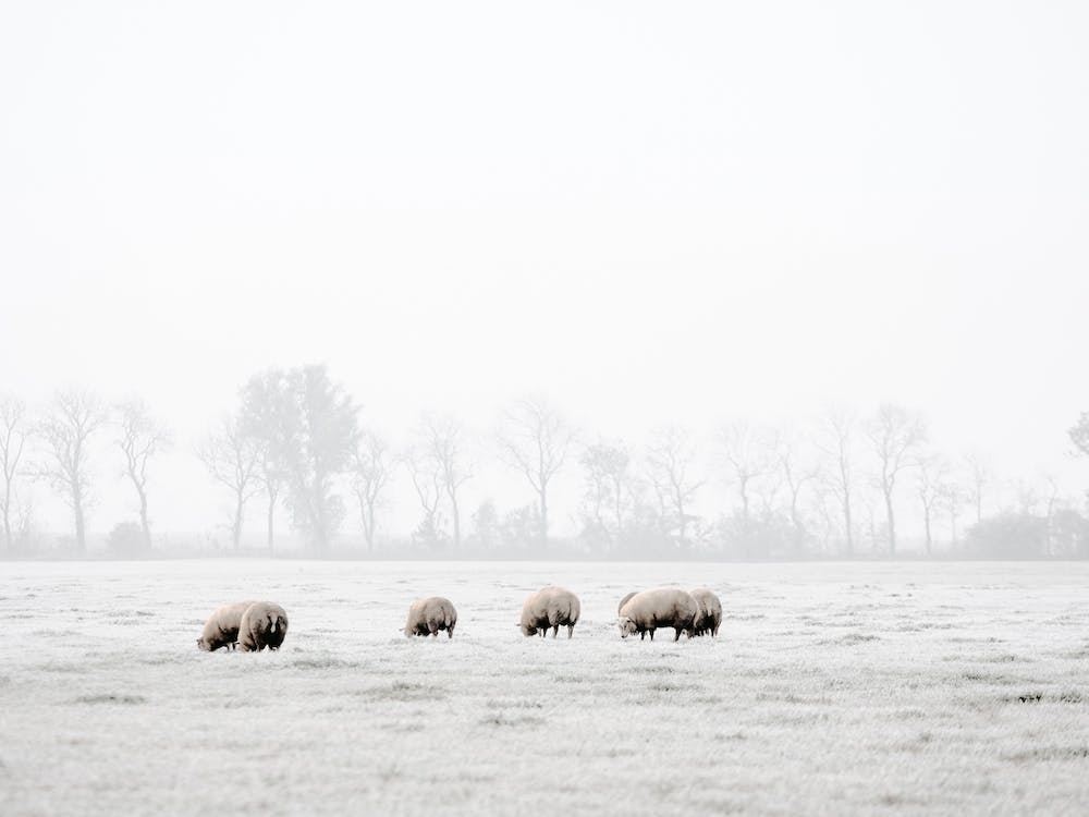 Foggy Winter Morning Sheep
