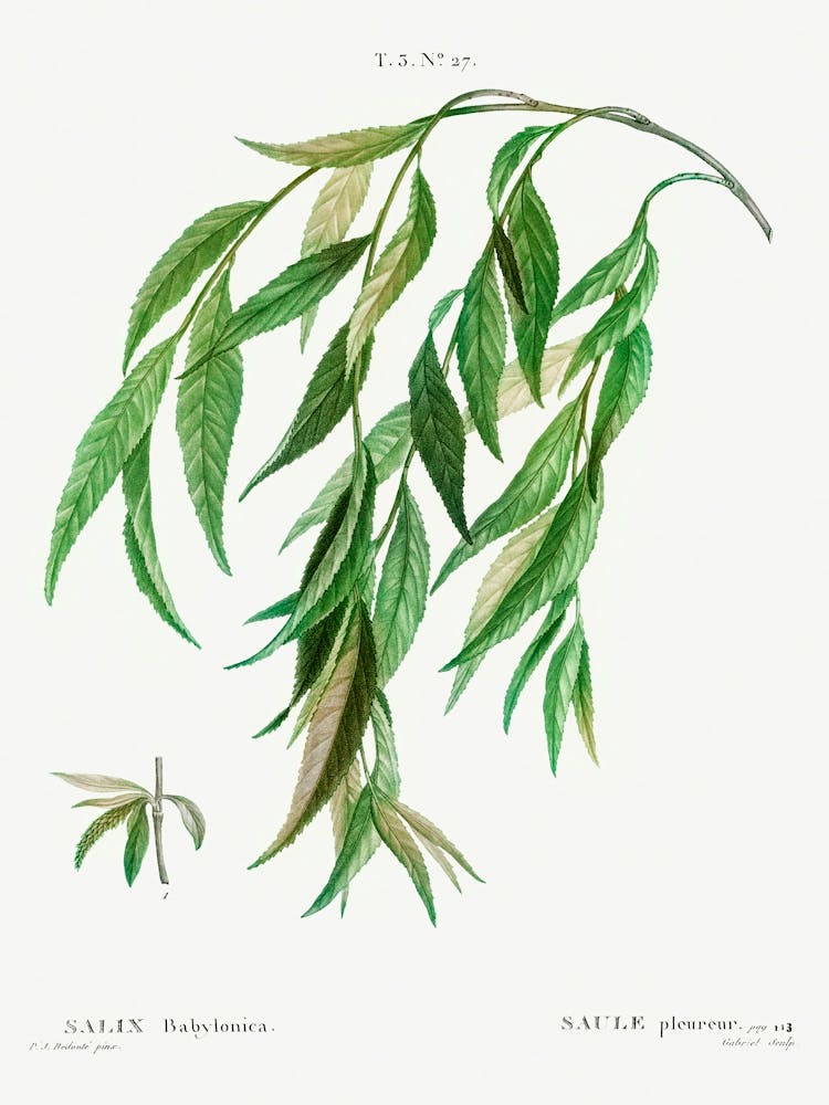 Weeping Willow, Pierre Joseph Redoute