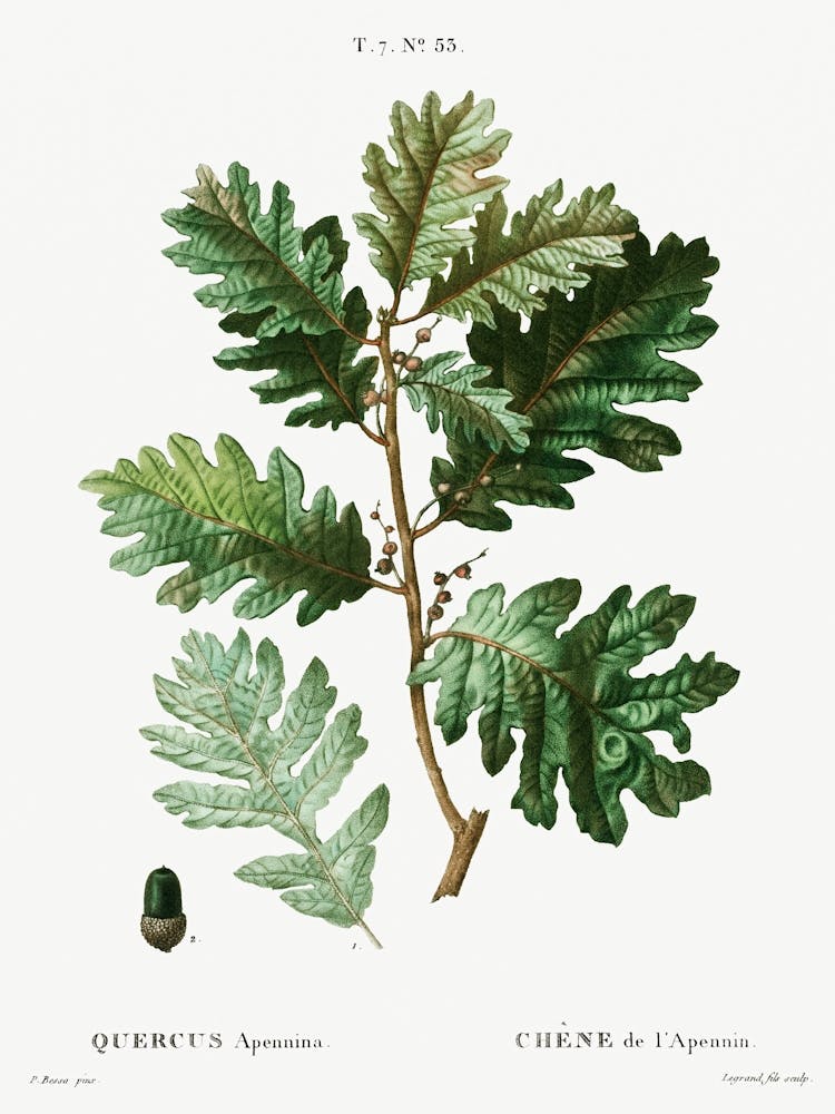Hungarian Oak, Pierre Joseph Redoute
