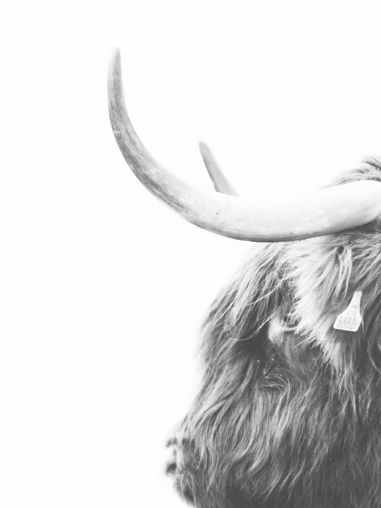 Highland Cow Side Profile