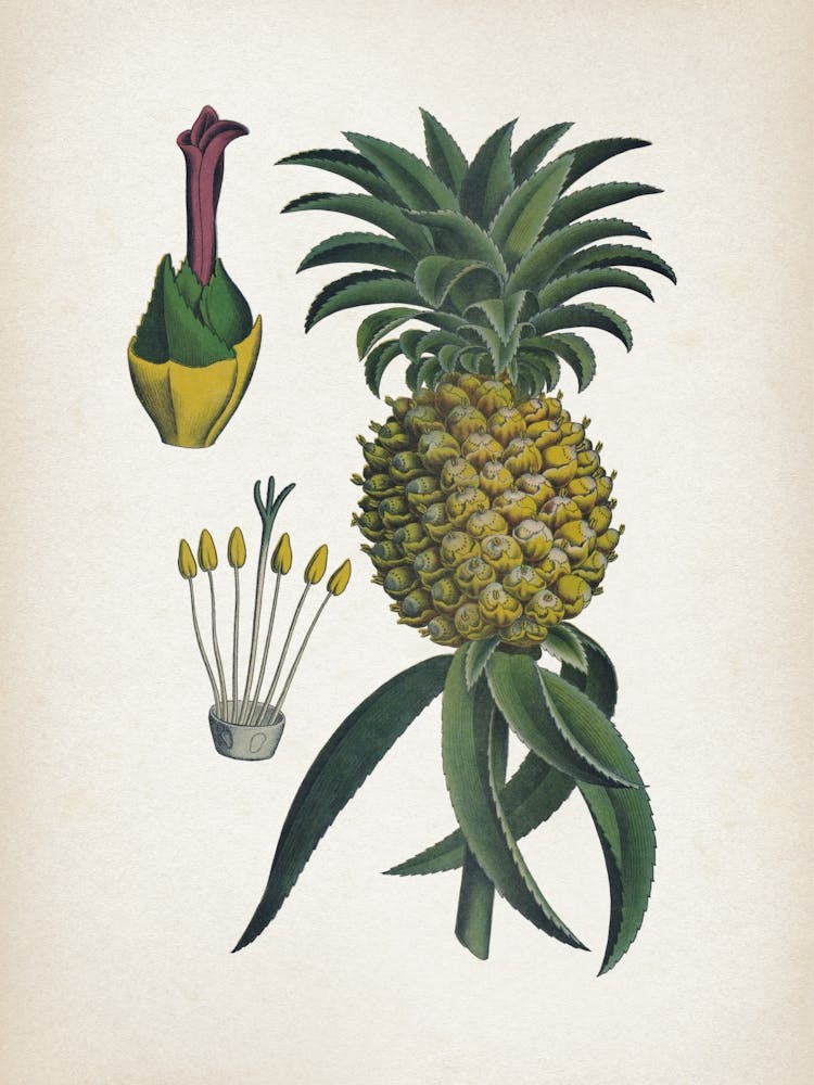 Vintage Bollmann 6 Ananas