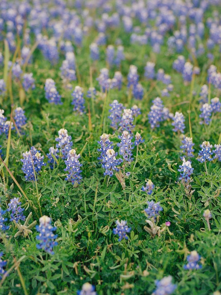 Texas Bluebonnet Field on Film
