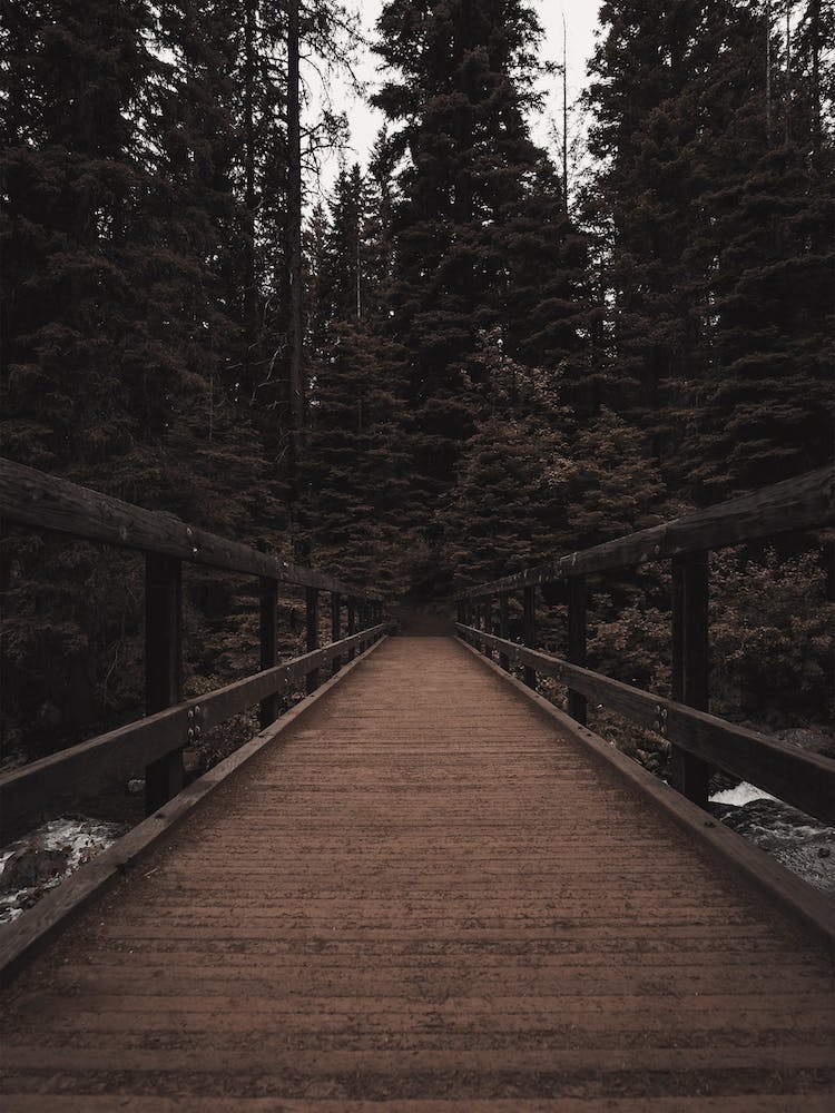 Wooden Bridge In Forest