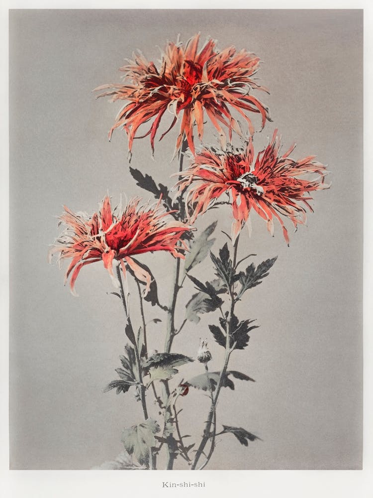 Kin–Shi–Shi, Hand Colored Collotype From Some Japanese Flowers (1896), Kazumasa Ogawa