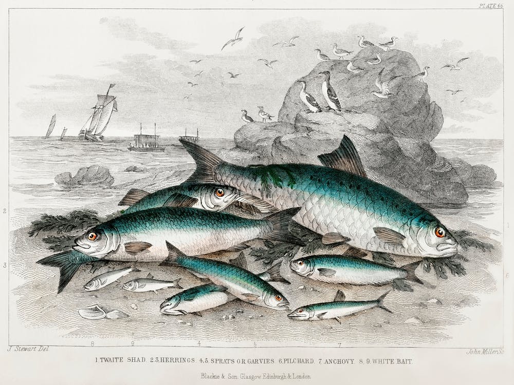 Alose, Harengs, Sprats ou Garvies, Sardine, Anchois et Blanchaille, Oliver Goldsmith