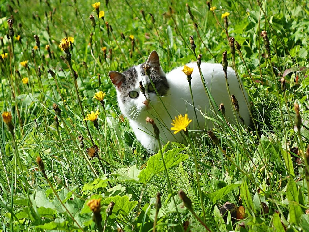 Cat In The Meadow