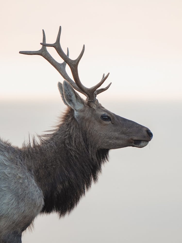 Minimalist Elk Profile