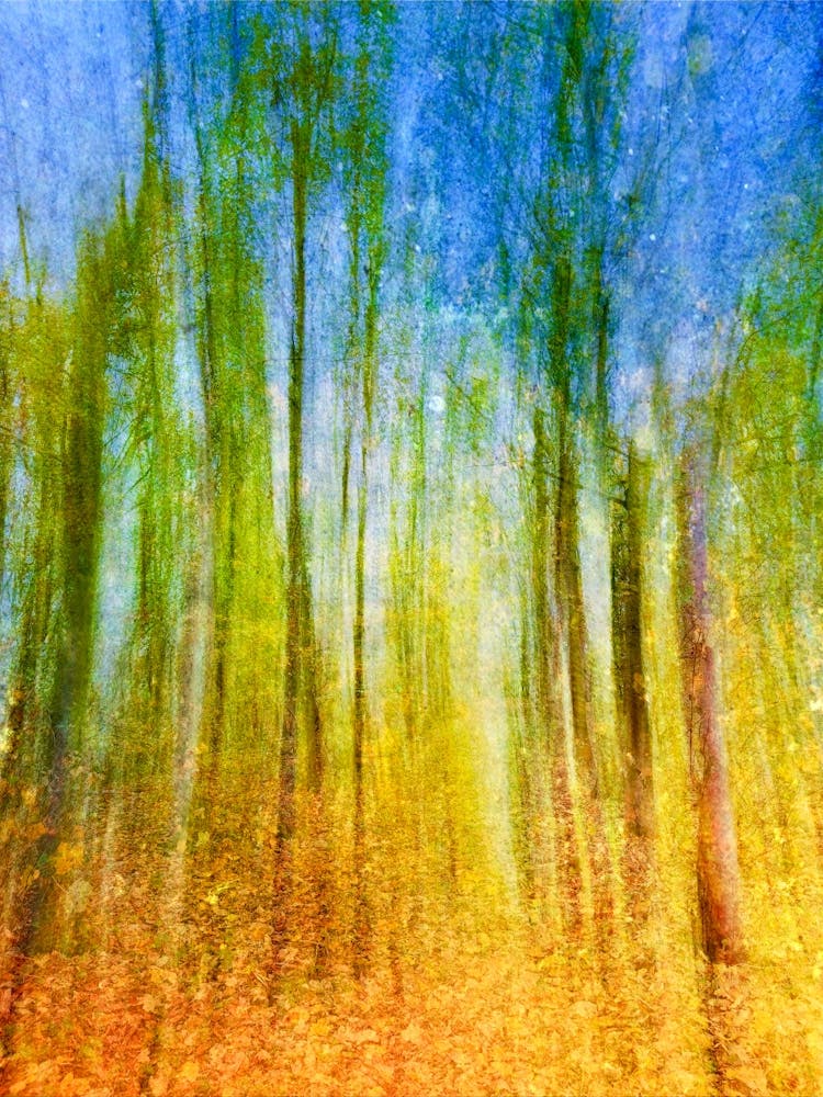 Dusk In The Forest