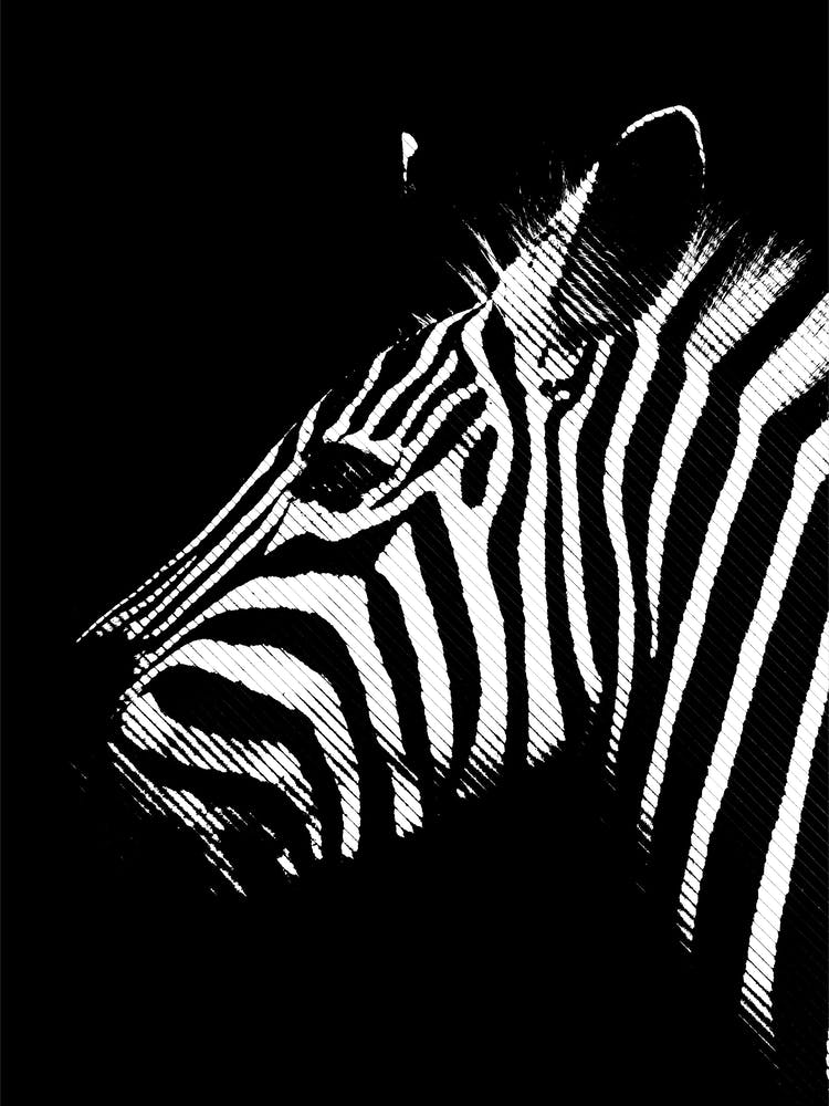 Zebra Line Art 1