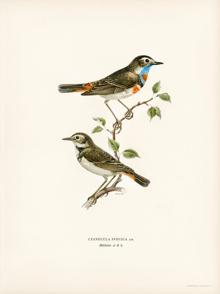 Bluethroat (Cyanecula Svecica), The Von Wright Brothers