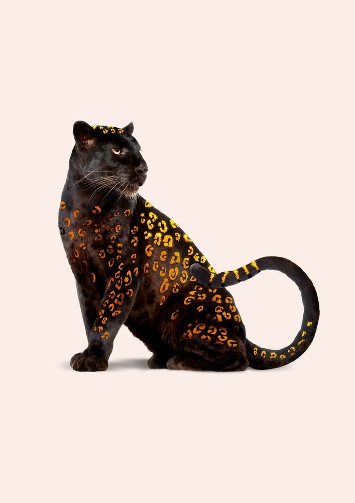 Golden Panther