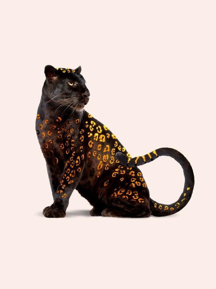Golden Panther
