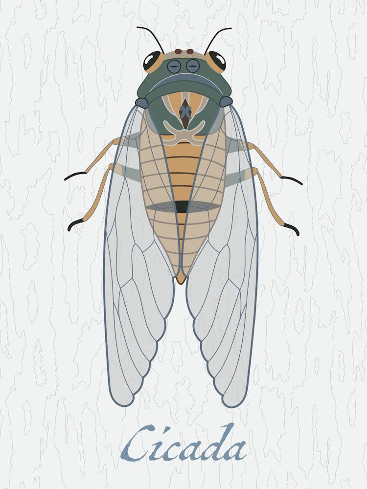 Cicada Bug Insect Australia Beetle 6