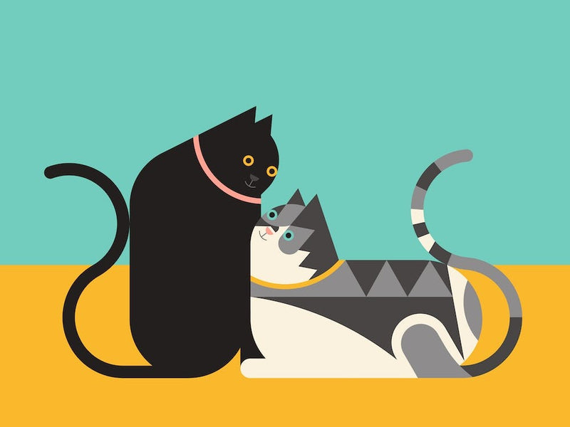 Purfect Pair Standard