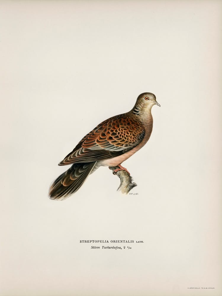 Oriental Turtle Dove, The Von Wright Brothers