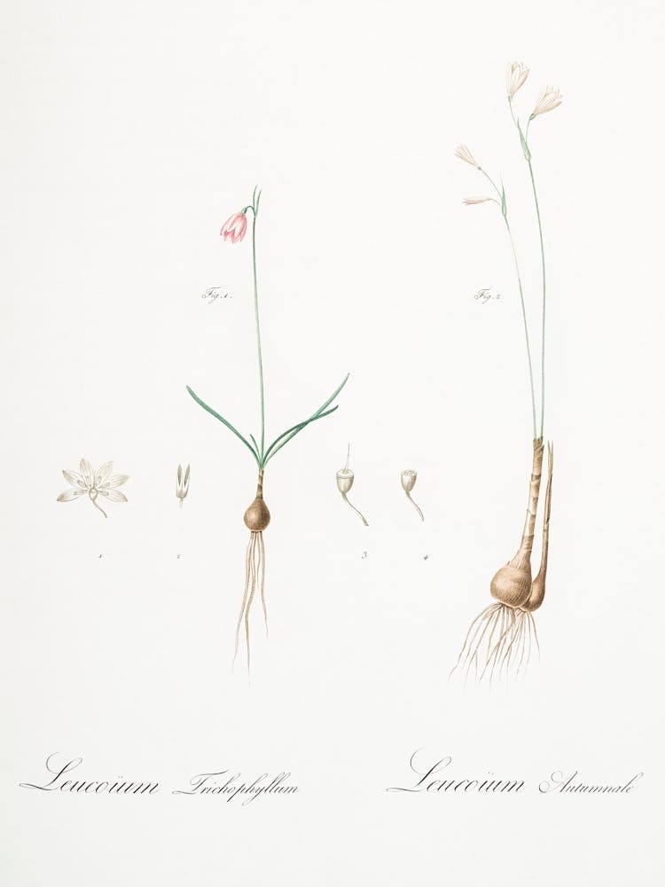 Leucoium Trichophyllum Illustration From Les Liliacées (1805), Pierre Joseph Redoute