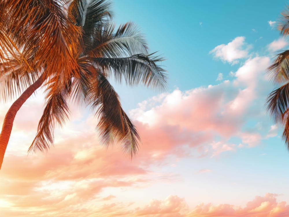 Sunset Palm Trees