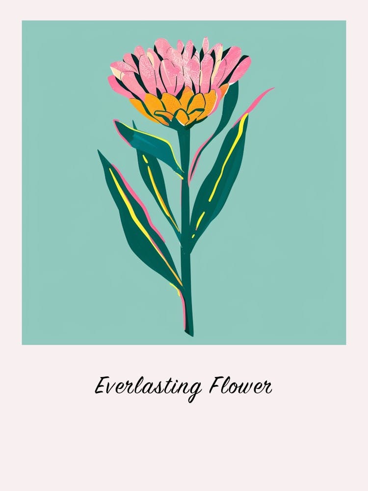 Everlasting Flower Square Flower Illustration Poster
