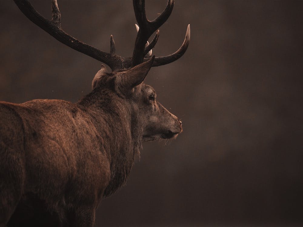 Rustic Elk Profile
