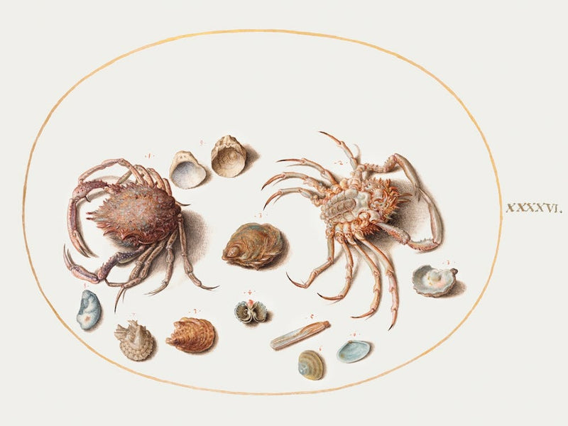 Two Crabs With Seashells (1575–1580), Joris Hoefnagel