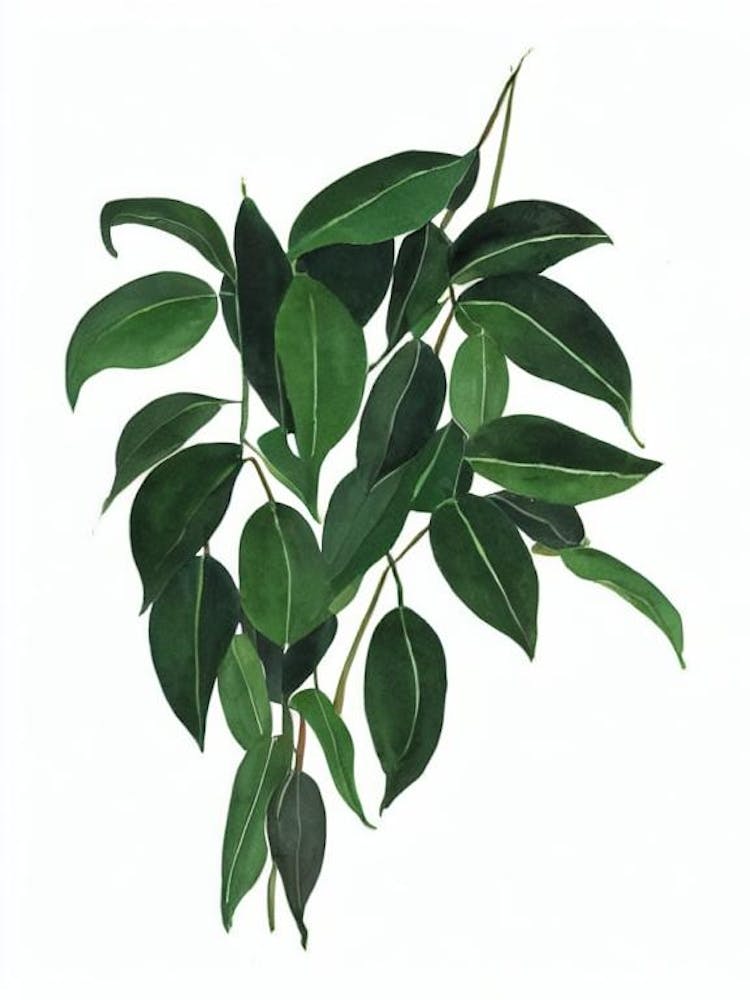 Satin Pothos (Scindapsus Pictus) Aquarell