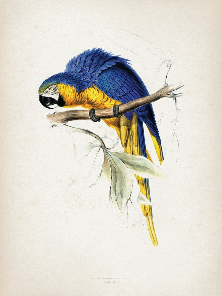 Vintage Lear 1 Macrocerus Ararauna