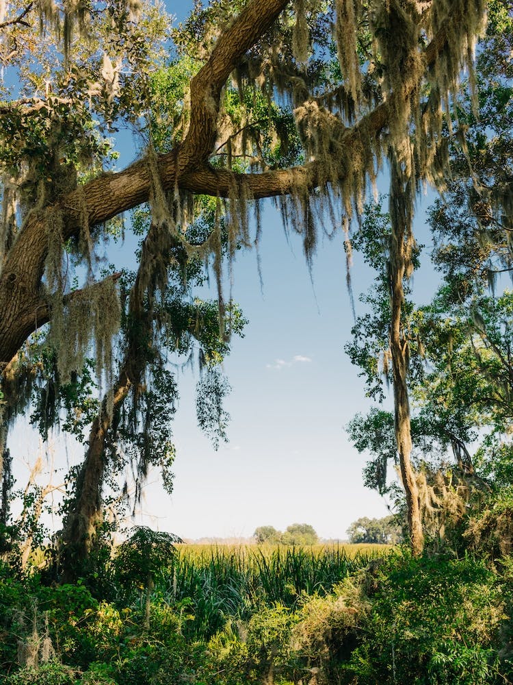 Savannah National Wildlife Refuge IV