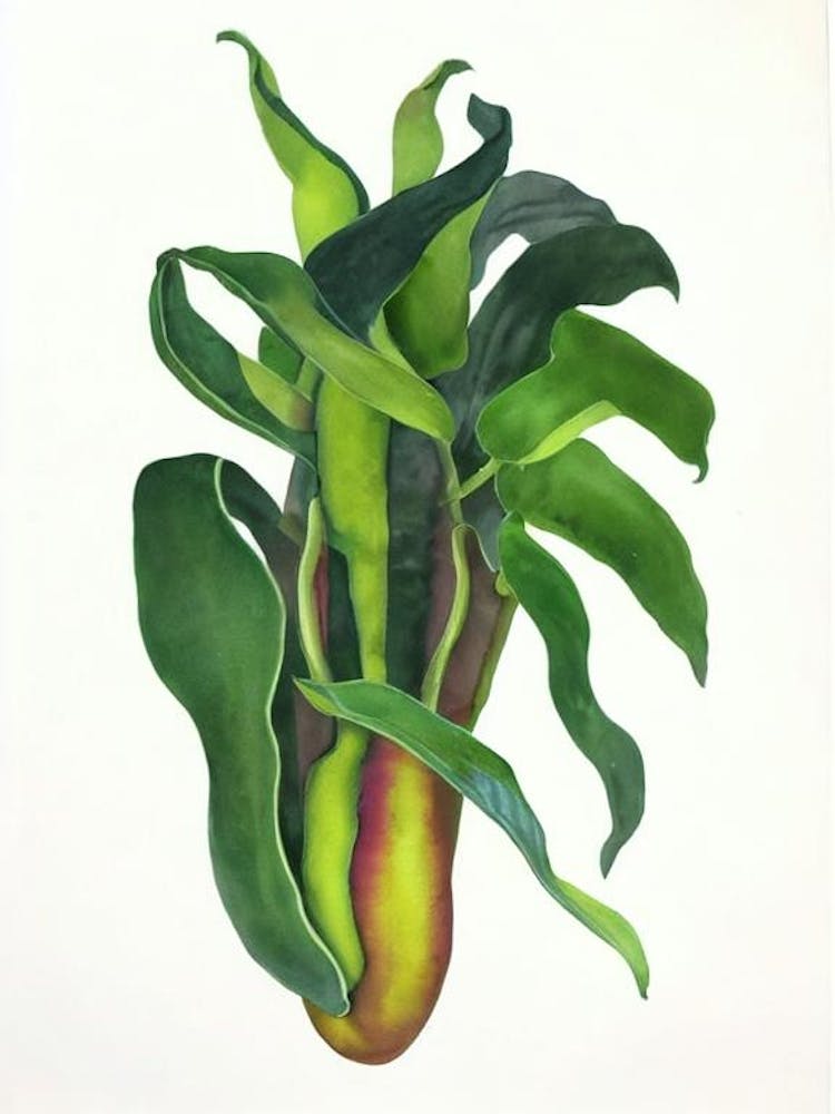 Pitcher Plant (Nepenthes Hybrids) Watercolor