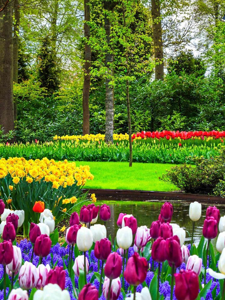 Tulips In The Garden 1