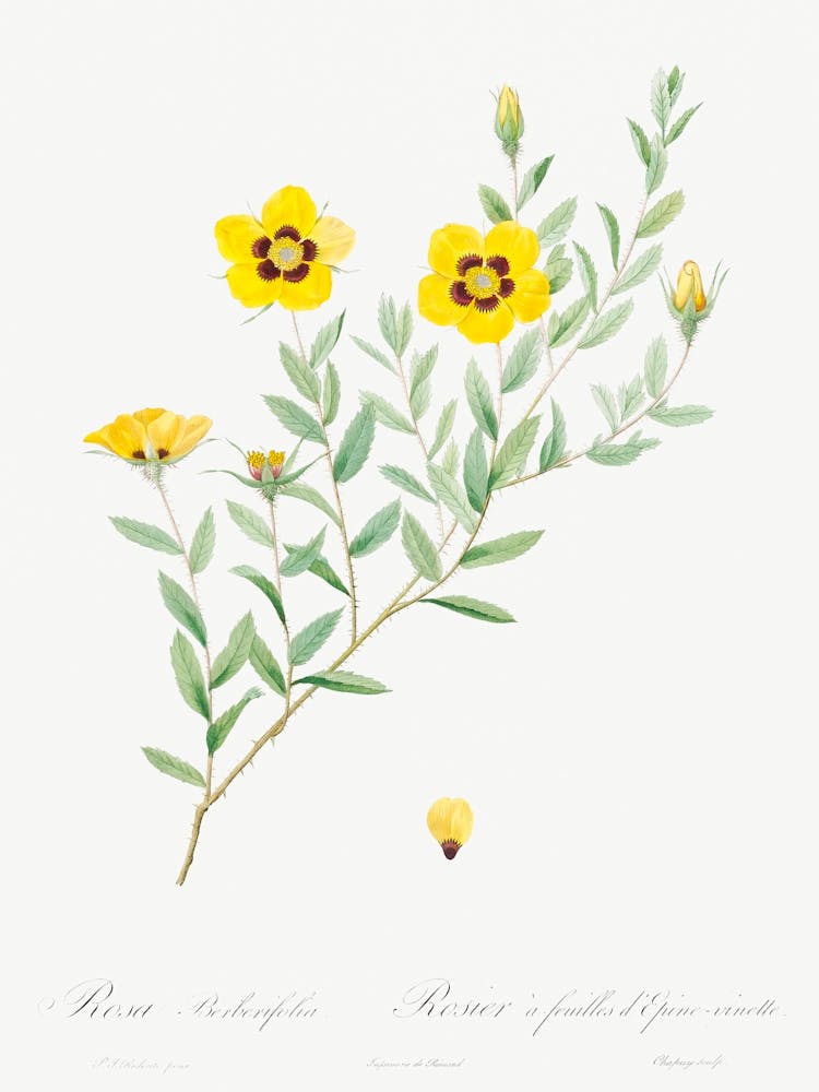 Rosa Persica, Pierre Joseph Redoute