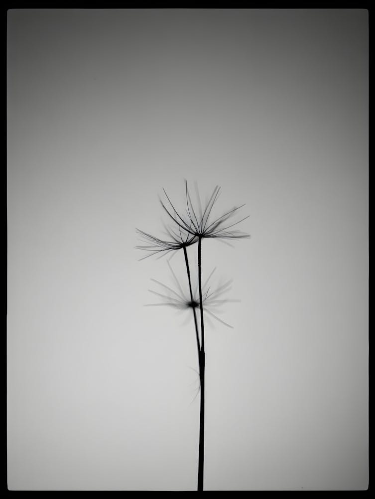 Dandelion