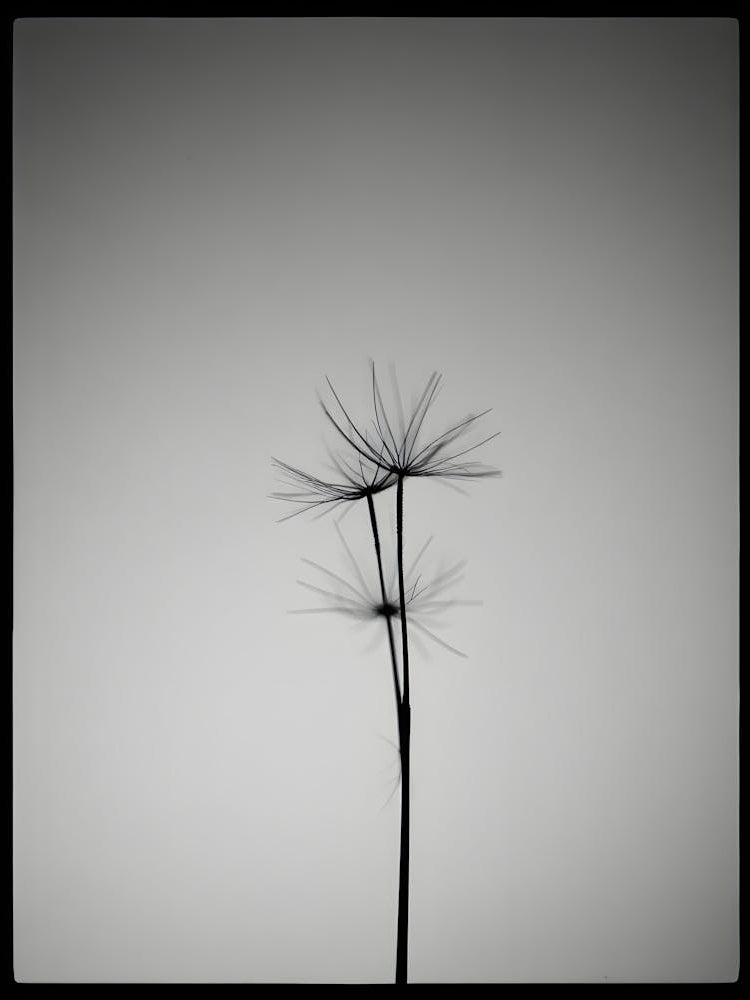 Dandelion