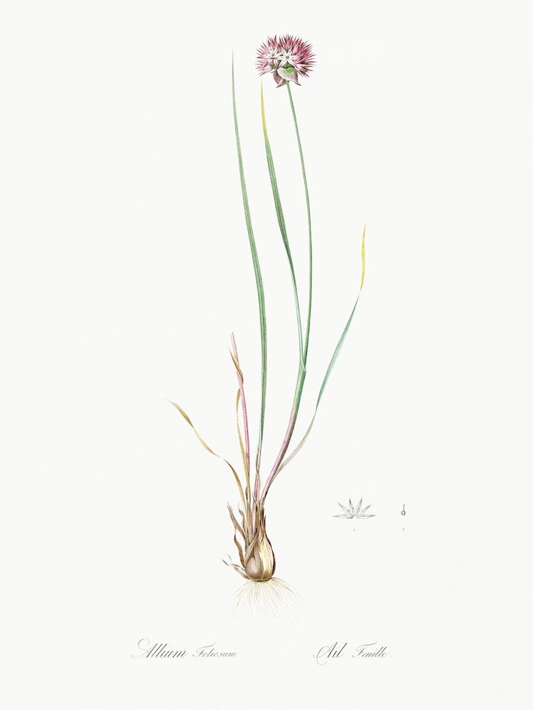 Allium Foliosum Illustration From Les Liliacées (1805), Pierre Joseph Redoute