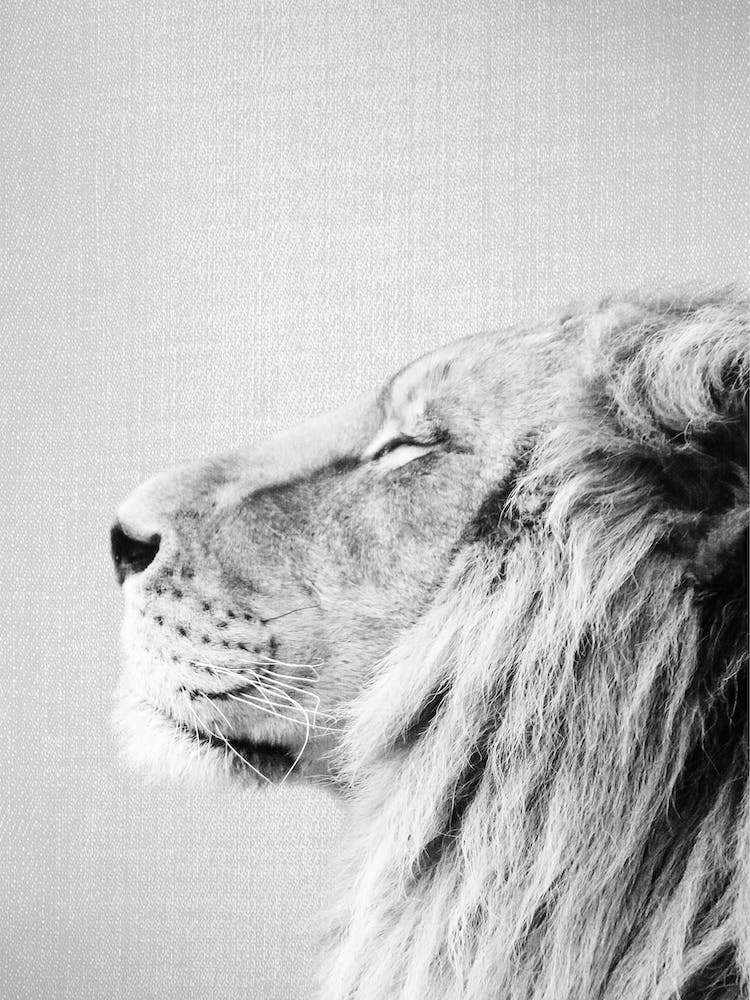 Lion Portrait - Black & White