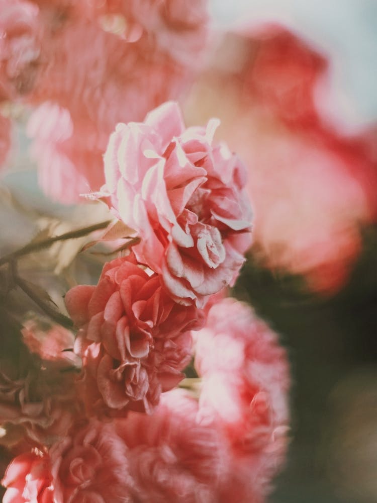 Rose On Film
